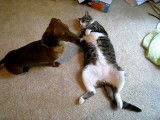 De tendres moments entre un Teckel et un chat relax