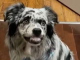 Un chien Border Collie dressé à retrousser sa lèvre supérieure