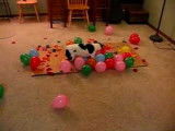 Un chien Jack Russel éclate 100 ballons en 77 secondes