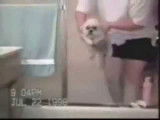 Compilation de vidéos drôles avec des chiens