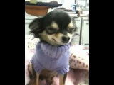 Un chien Chihuahua qui sourit
