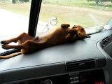 Ce chien adore dormir sur... le tableau de bord !
