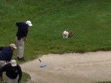 Le chien du golf veille au grain durant un tournoi