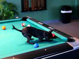 Un chien Chihuahua champion de billard
