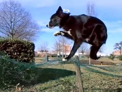 Un Ski-Border saute au-dessus d'un grillage