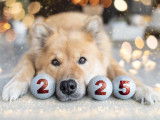 Un chien avec des décorations pour l'année 2025