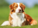 Un beau chien roux et blanc assis dans l'herbe