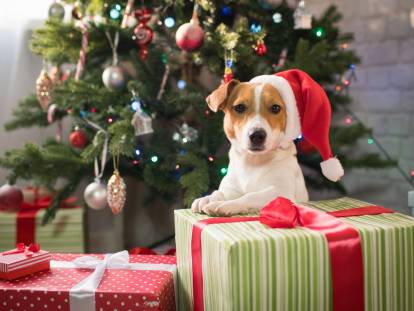 20 photos de chiens qui fêtent Noël