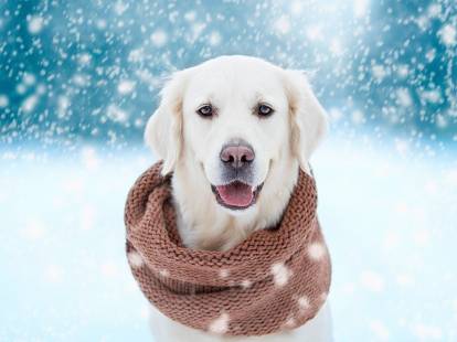 Un Labrador avec une écharpe est heureux au milieu de la neige