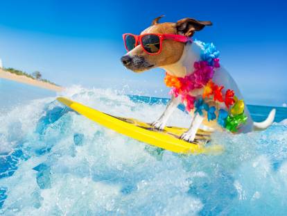 Photo amusante d'un chien qui surfe en mer