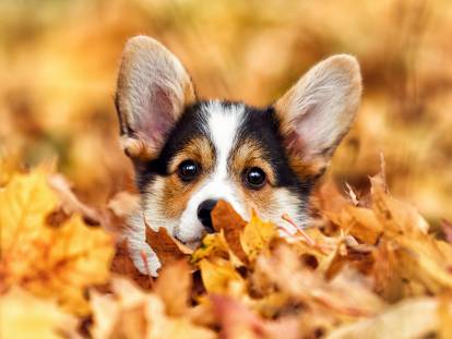 Un chiot Corgi caché dans les feuilles d'automne