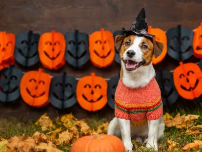 Un petit chien déguisé en sorcier pour Halloween