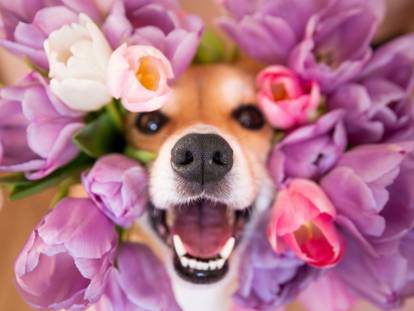 Vue proche de la tête d'un chien entourée de tulipes