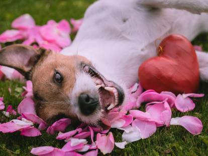 Un Jack Russell allongé dans l'herbe avec des pétales de roses