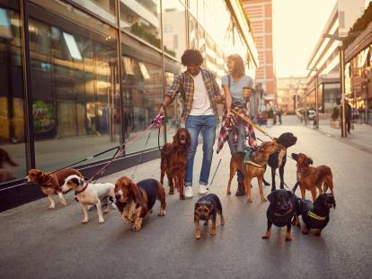 10 belles photos de chiens en ville