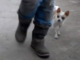 Les ordres de base pour guider un chien aveugle
