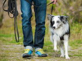 Un Border Collie apprend à marcher en laisse