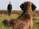 Apprendre le rappel à son chien : méthode et astuces