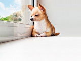 Un Chihuahua regarde par la fenêtre avec un air triste