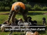 Comment éveiller un futur chien d'arrêt à la chasse