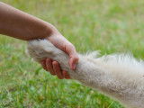 Un maître doit-il dominer son chien ?