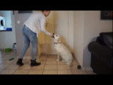 10 astuces pour dresser et éduquer son chien