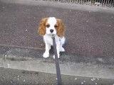 Exercices d'obéissance et de dressage pour un chiot Cavalier King Charles