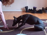Entrainement et dressage d'un Whippet