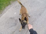Séance d'éducation pour un berger belge malinois