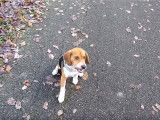 Exercices de dressage en forêt pour un Beagle