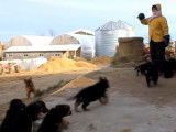 Socialisation de chiots Berger Allemand