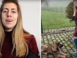 Dressage d'un chiot Berger Allemand