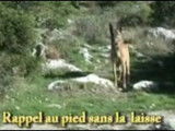 Quelques astuces pour un rappel sans laisse ni collier
