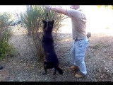 Comment apprendre à un chien à marcher au pied