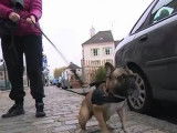 Promener son chien en toute tranquillité