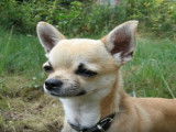 Conseils pour dresser un chihuahua