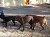 Séance de dressage avec des cane corso
