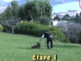 Apprendre à son chien à rester couché et sage