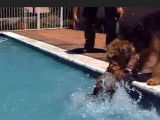 Un Airedale Terrier apprend à nager