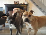 Deux American Staffordshire Terrier plein de sang froid