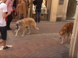 Sociabilisation de chiots Barzoï à la ville