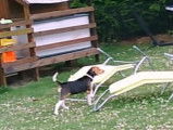 Entraînement d'un chiot Beagle-harrier