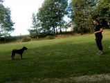 Education d'un Beauceron