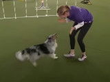 Un Berger des Shetland gagne une compétition d'agility