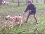 Education d'un Bouvier des Ardennes