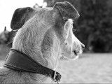 11 règles d'or pour respecter son chien