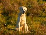 3 manières d'éduquer son chien