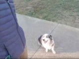 Comment promener son chien ?