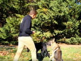 Comment sanctionner votre chien ?
