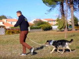 Comment faire marcher votre chien "au pied" ?